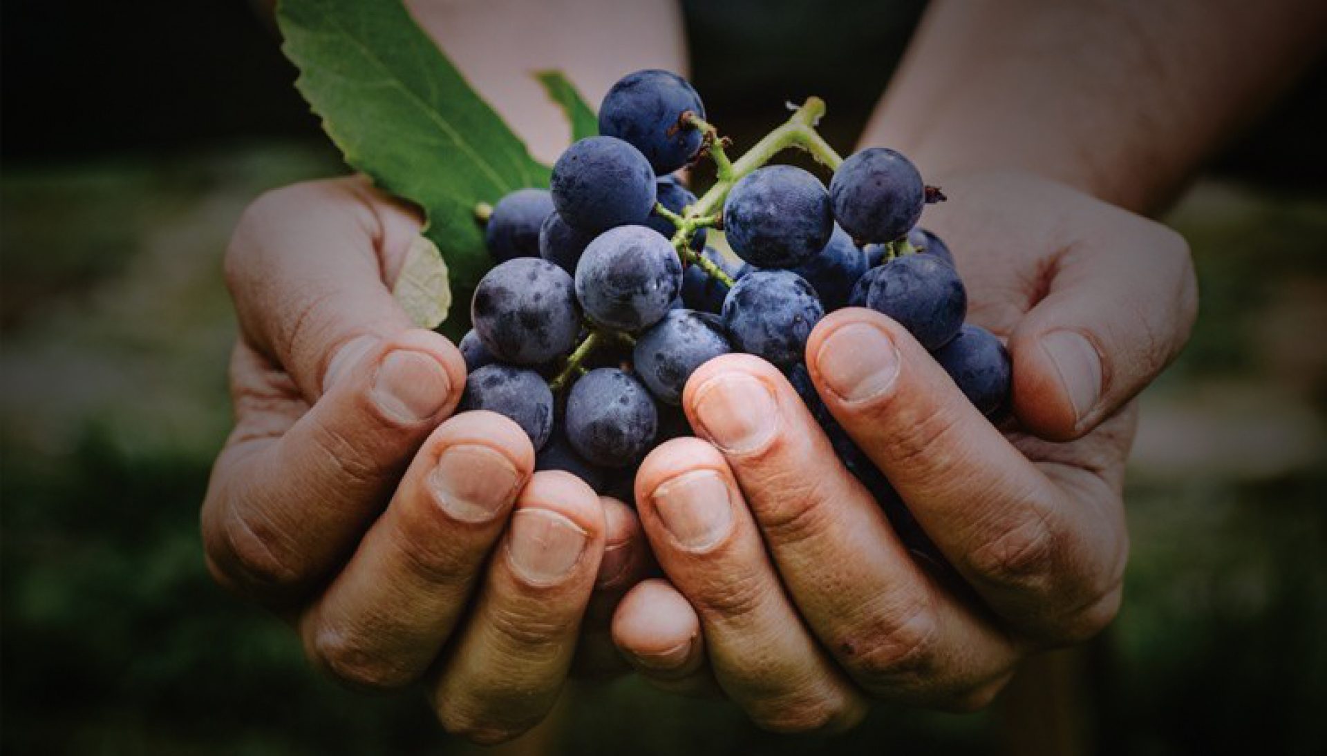 Azienda Agricola Ca' Novi di Cescon Edoardo